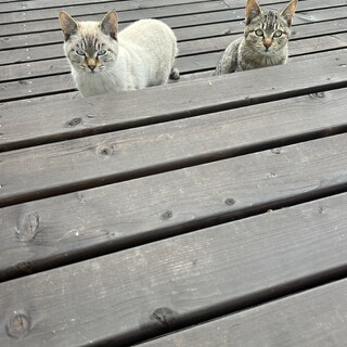 2匹の里親さん募集中です！