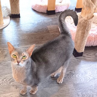 推定2014年生れ♀アビシニアン　イワクラちゃん