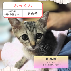 保護猫譲渡会@寝屋川市