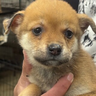 25-M245　ちっち仔犬ちゃんです♪