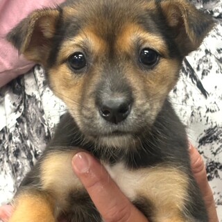 25-W248　とっても利口！！天才犬？