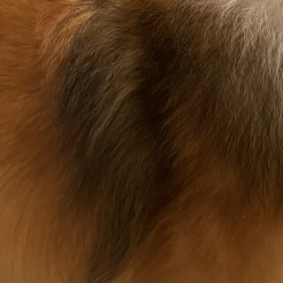 シェルティの里親募集