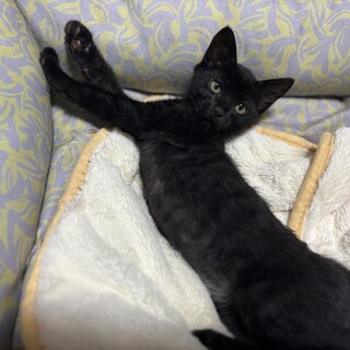 イケイケの元気いっぱいの子グマちゃん猫❣️