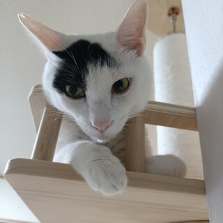 人懐くて優しい性格、にのくん♡1歳