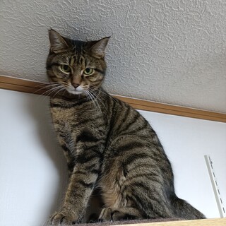 団子３兄弟！まあみいむうのまあくん