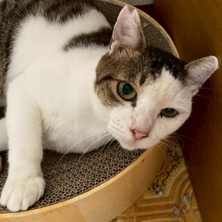 穏やかなチャーリーくん