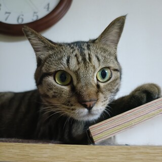 団子3兄弟！まあみいむうのみいくん