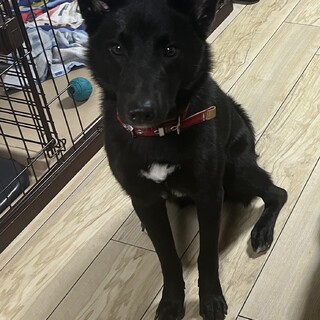 2歳の雑種、キツネの様な賢い女の子です。