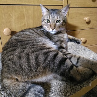 人懐こい！人も猫も大好き！なつめくん☆2歳