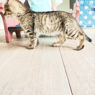 賢い美人のキジトラさんです