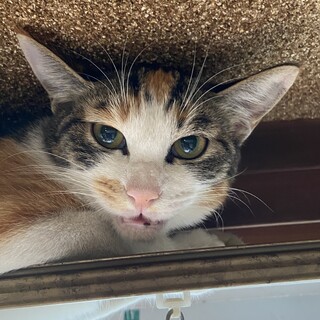 ⭐︎家猫修行中⭐︎三毛猫の幸せ探し