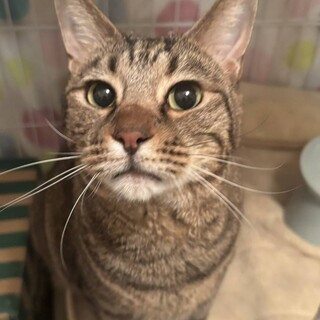 あなたのおひざ暖め隊❤️キジトラかいくん