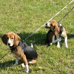 アンニンが死にました