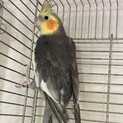 ※応募者多数の為一旦停止中です※