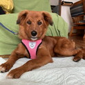 医療面済みフワフワの目が活き活きメス子犬