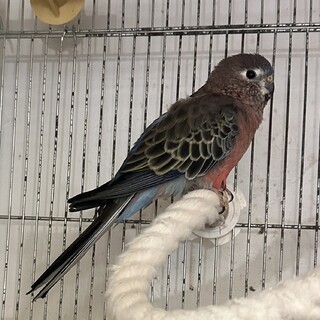 応募者多数の為一旦締め切ります。