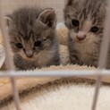 とても可愛い仔猫のきょうだいです。