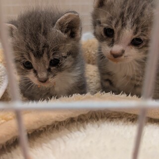 とても可愛い仔猫のきょうだいです。