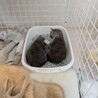 とても可愛い仔猫のきょうだいです。 サムネイル2