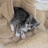 とても可愛い仔猫のきょうだいです。 サムネイル3