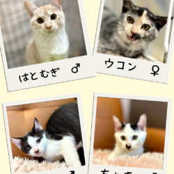 子猫の店内ふれあい譲渡会 サムネイル2