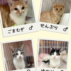 子猫の店内ふれあい譲渡会 サムネイル3