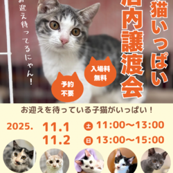 子猫の店内ふれあい譲渡会 サムネイル1