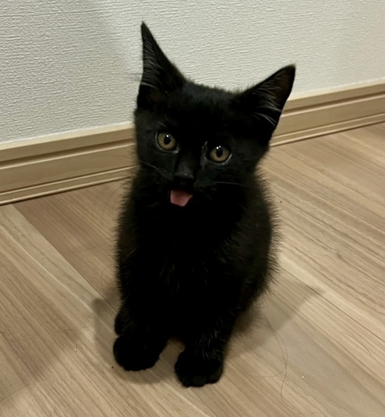 黒猫ちゃん　おめでとう 黒猫ちゃん おめでとう