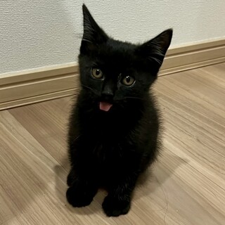 ●ゴロスリ甘あま●元気でキュートな黒猫ちゃん女子●