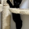 ●ゴロスリ甘あま●元気でキュートな黒猫ちゃん女子● サムネイル2
