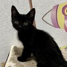●ゴロスリ甘あま●元気でキュートな黒猫ちゃん女子● サムネイル3