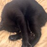 黒猫の女の子  推定3〜4ヶ月 メルクル(仮名) サムネイル4