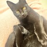 黒猫の女の子  推定3〜4ヶ月 メルクル(仮名) サムネイル3