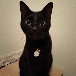 艶々毛並みの男の子