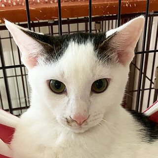 おにぎり頭がキュートな和風美男子☆みつをくん