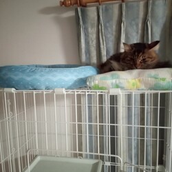 エネクールは冷えます