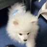 の写真