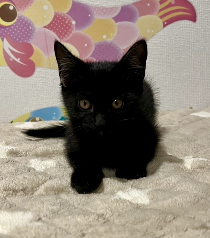 ○ゴロスリ甘あま○元気で」千葉県 - 猫の里親募集(529228) 4枚目の