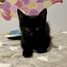●ゴロスリ甘あま●元気でキュートな黒猫ちゃん女子● サムネイル4