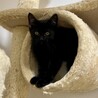●ゴロスリ甘あま●元気でキュートな黒猫ちゃん女子● サムネイル5