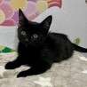 ●ゴロスリ甘あま●元気でキュートな黒猫ちゃん女子● サムネイル6