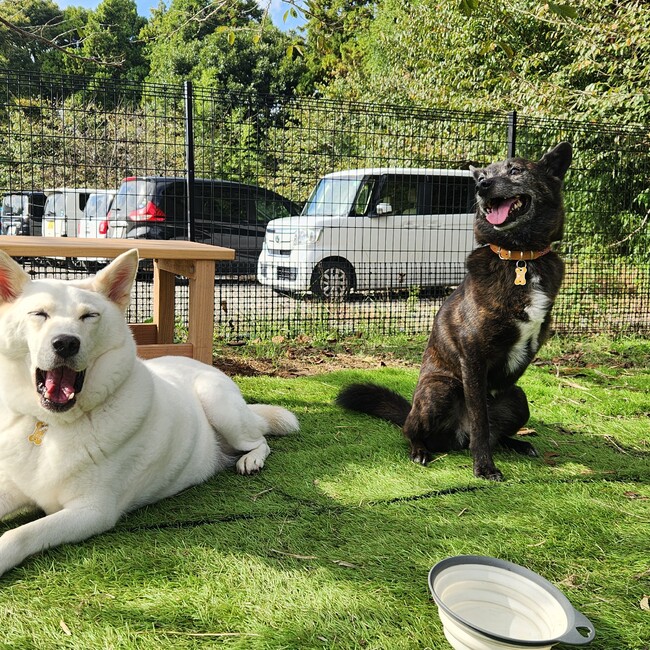 ぺろ強いのカバー写真