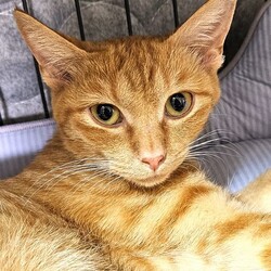 かにさんズにゃみりー☆猫の譲渡会in春日部 サムネイル2