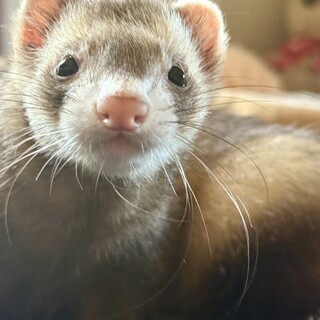 1歳１ヶ月里親募集