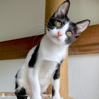 20、21日譲渡会♡ハチワレ美女エンゼルちゃん