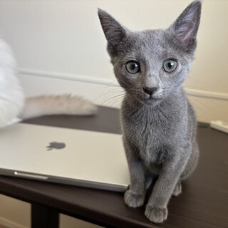 生後7ヶ月の誰にでもすぐ懐くロシアンブルー