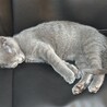 生後7ヶ月の誰にでもすぐ懐くロシアンブルー サムネイル2