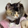 人が大好きな甘え子で賢い個性的な三毛猫メメ姫 サムネイル3