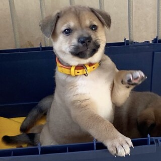 元気な雑種の男の子ぷぅさん君