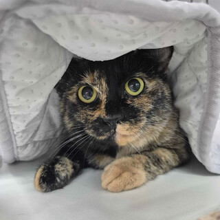 シャイなサビガール⭐︎メル